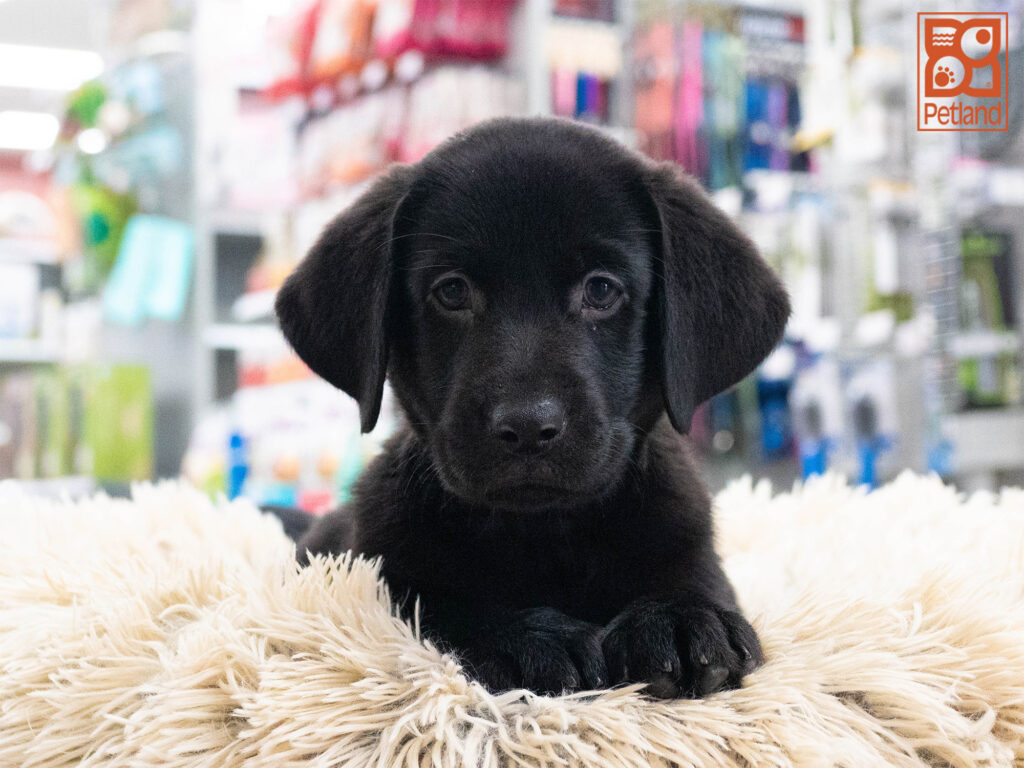 Labrador Retriever Image #1