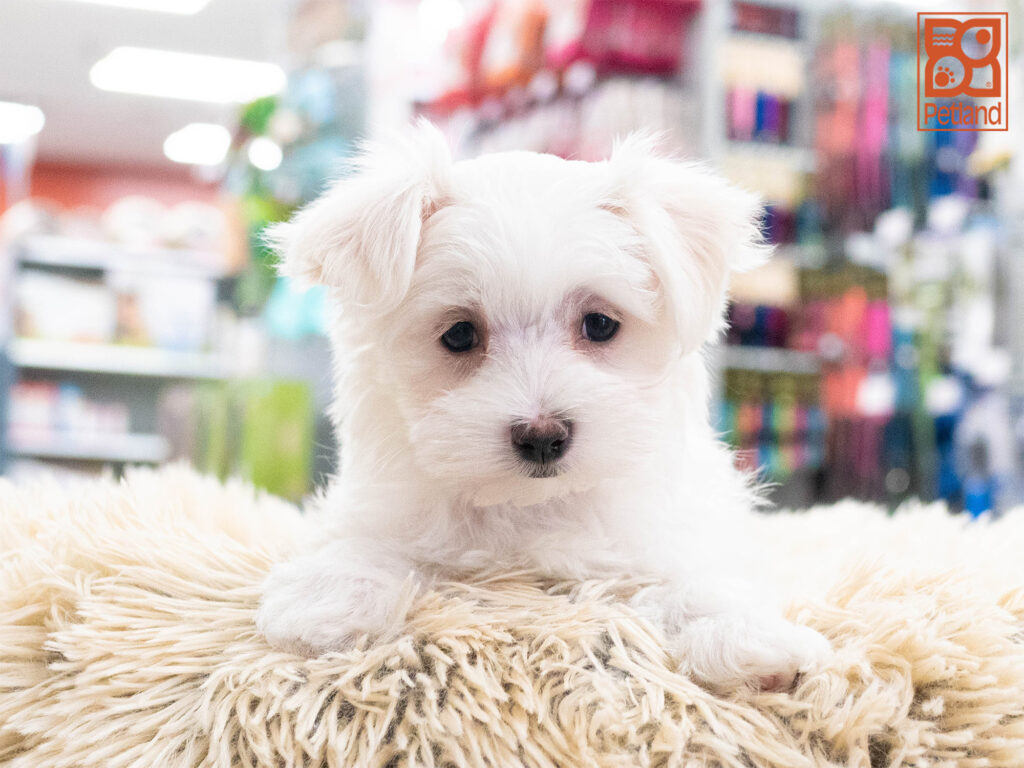 Maltese Image #1