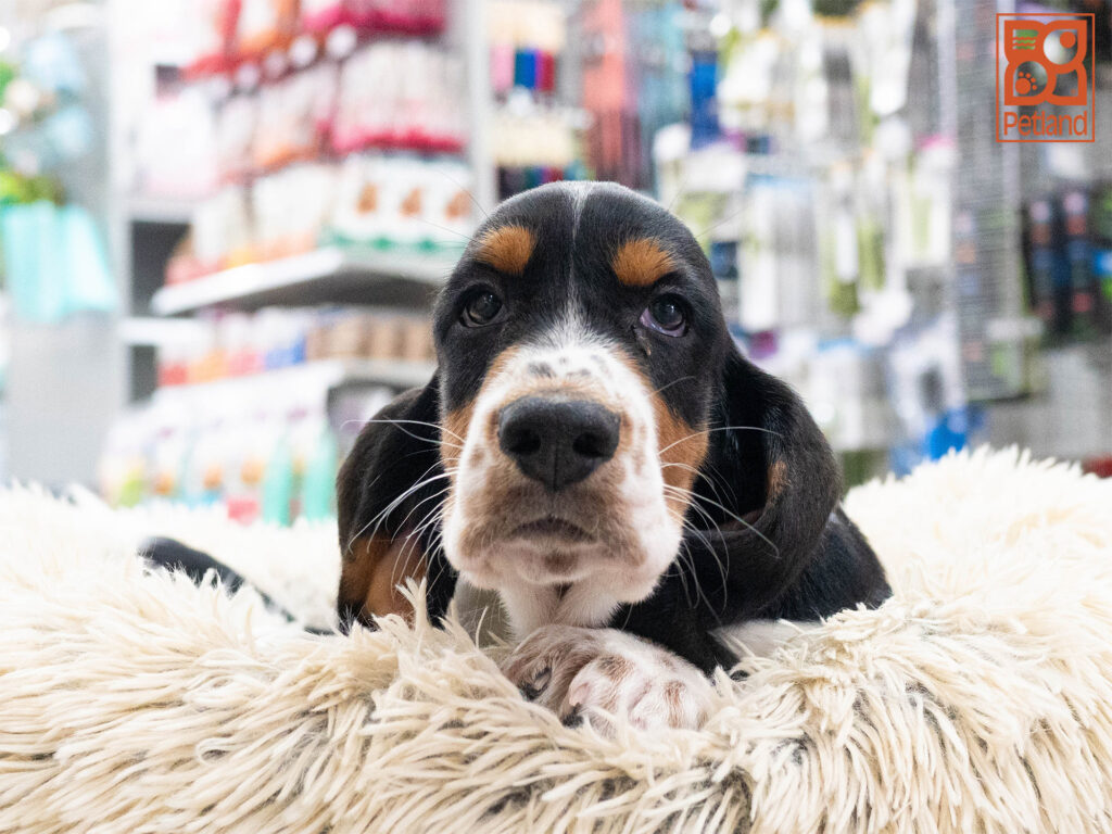 Basset Hound Image #1