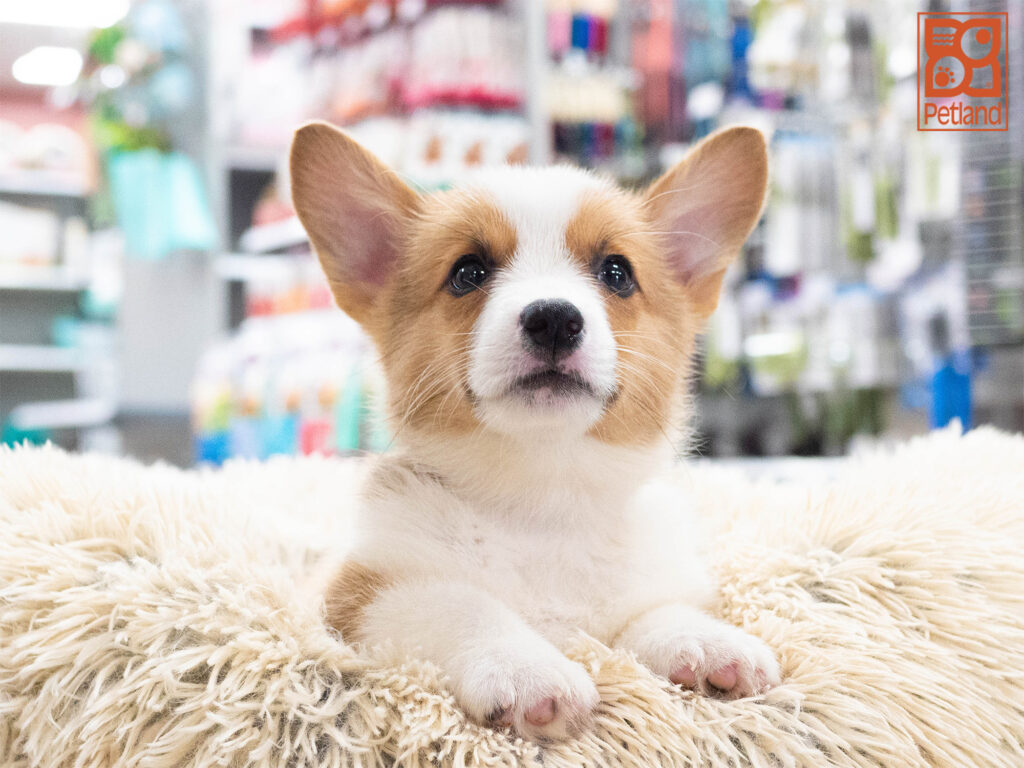 Pembroke Welsh Corgi Image #1