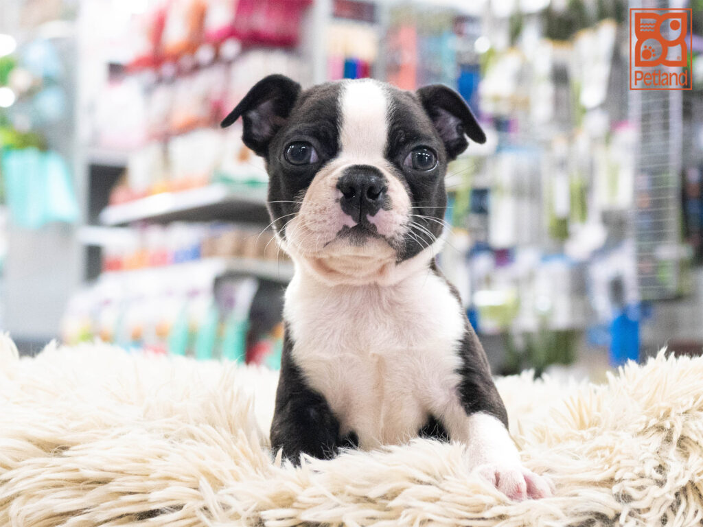 Boston Terrier Image #1