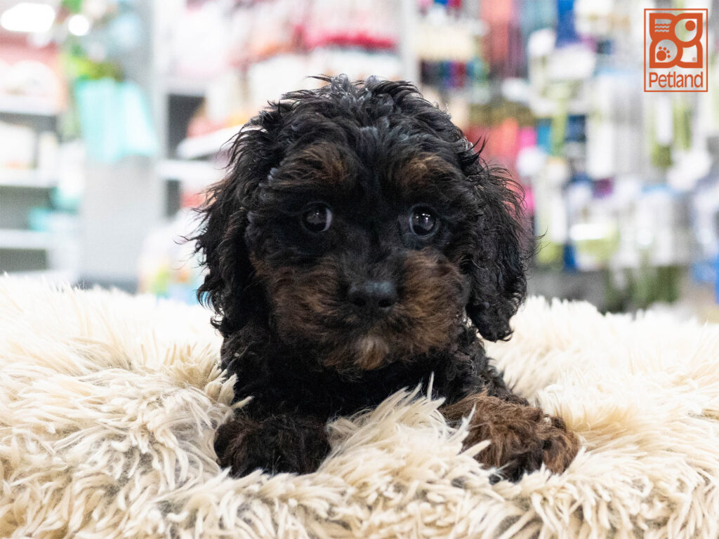 Cavapoo Image #1