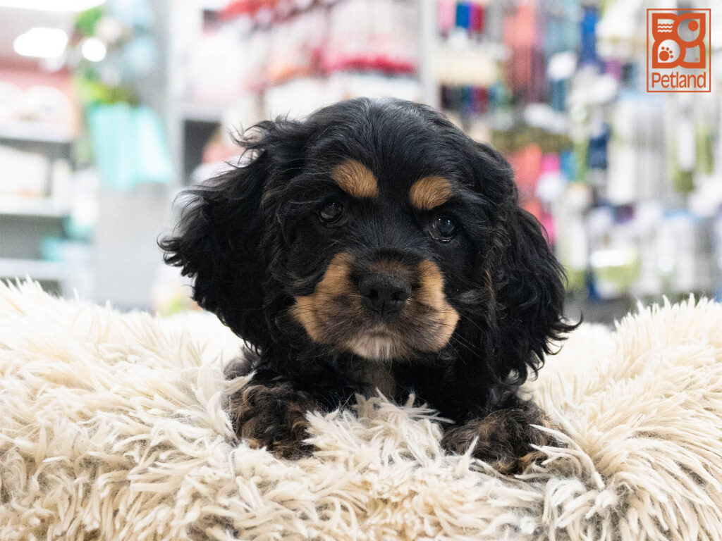 Cocker Spaniel Image #1