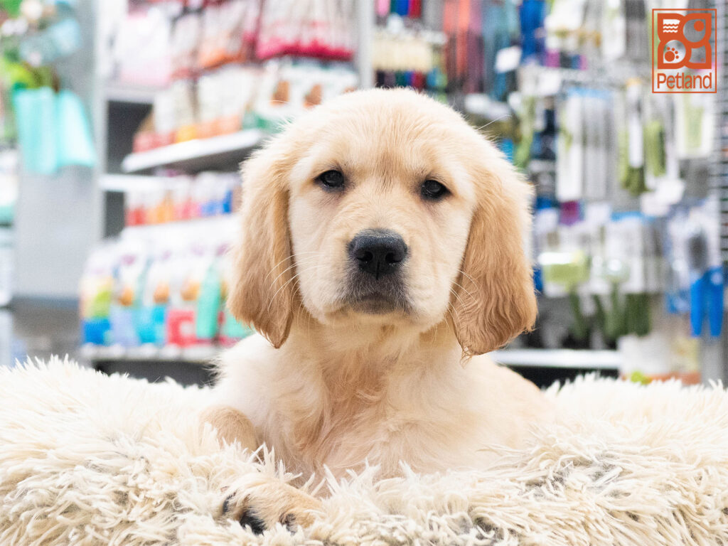 Golden Retriever Image #1