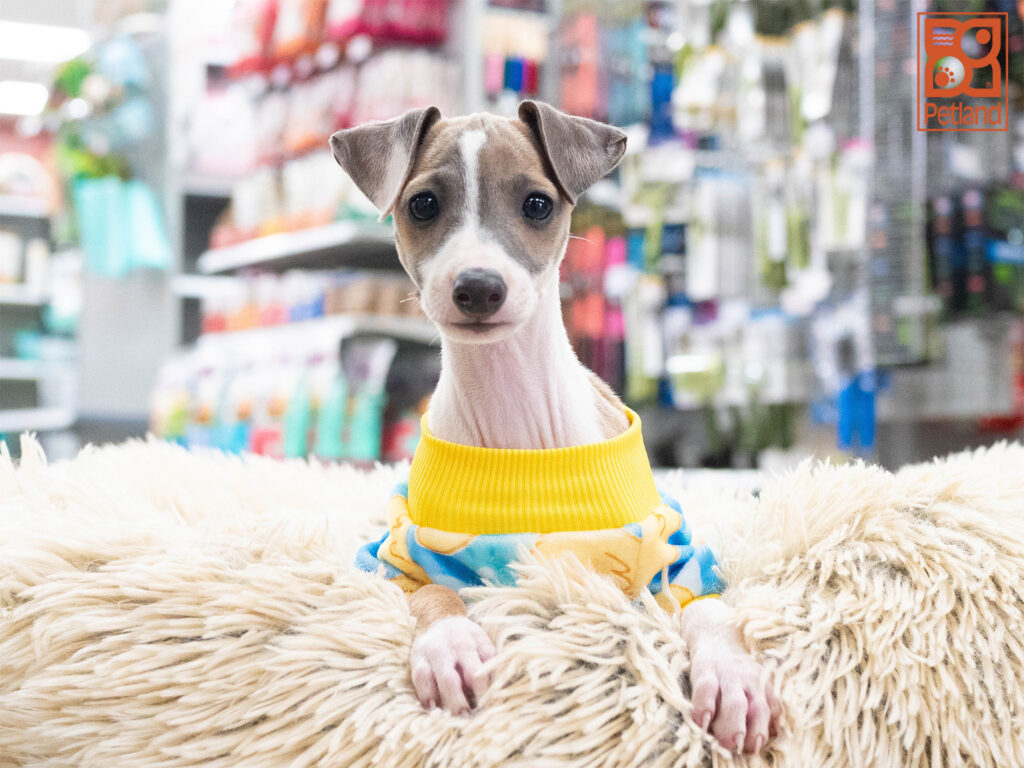 Italian Greyhound Image #1
