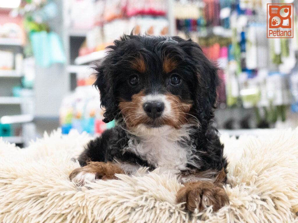 Mini Bernedoodle 2nd Gen Image #1