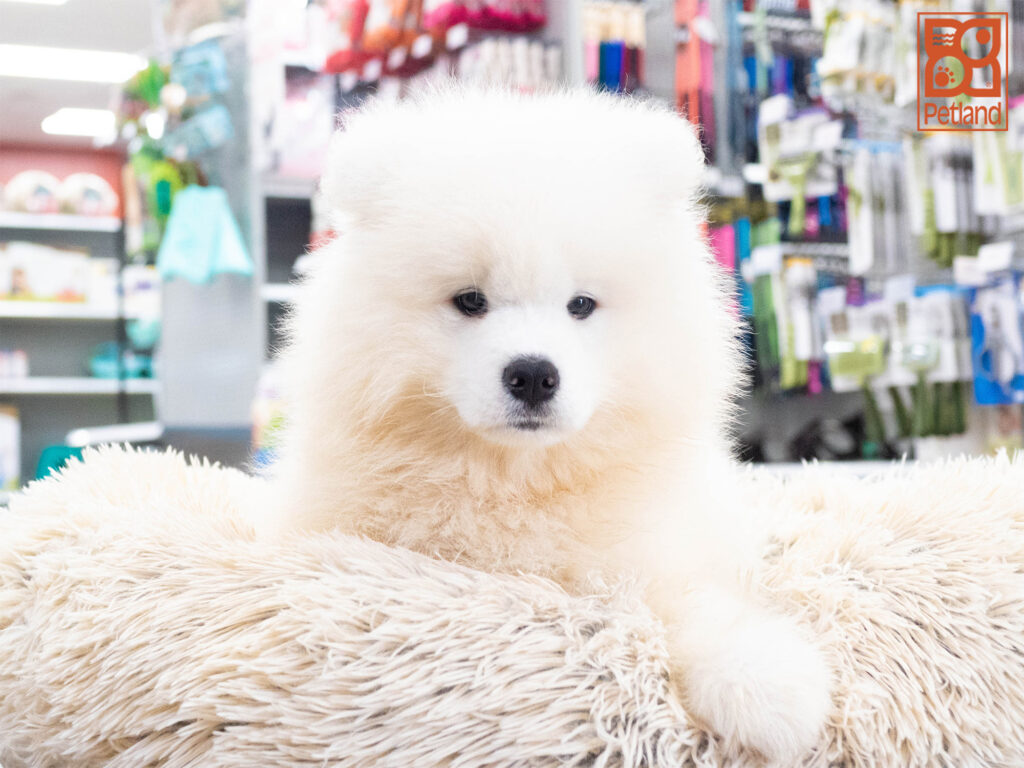Samoyed Image #1