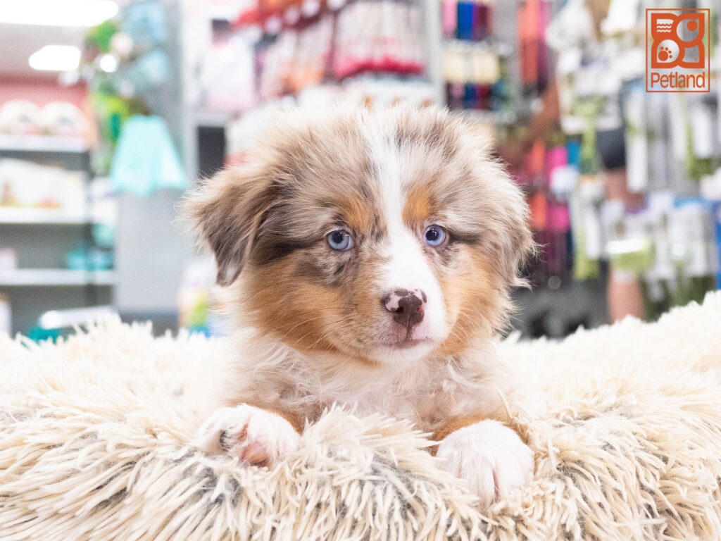 Australian Shepherd Image #1