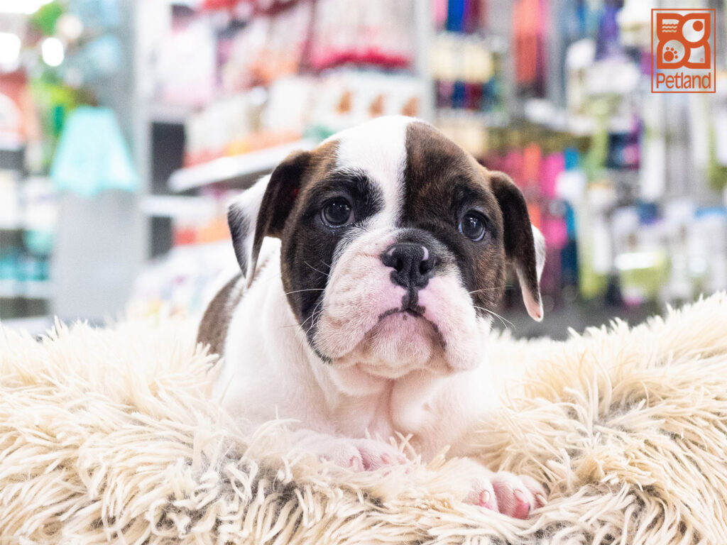 Victorian Bulldog 2nd Gen Image #1