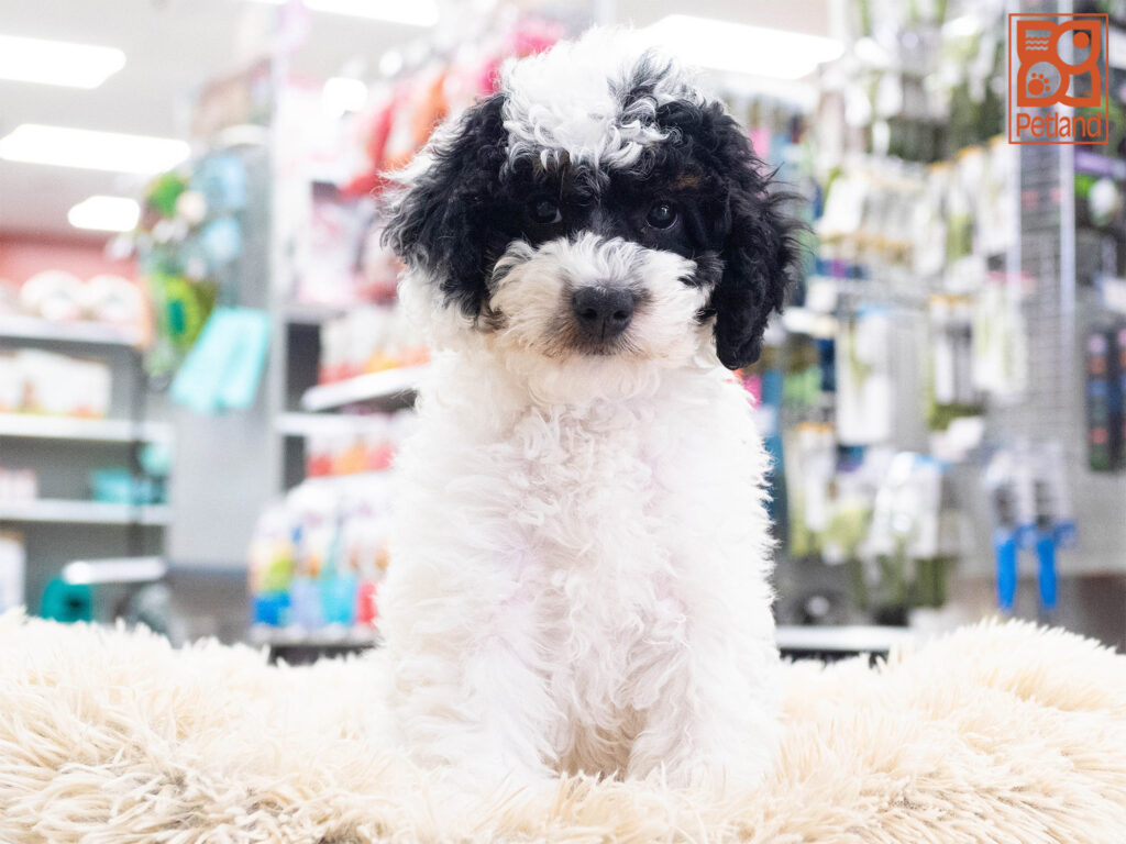 Mini Bernedoodle 2nd Gen Image #1