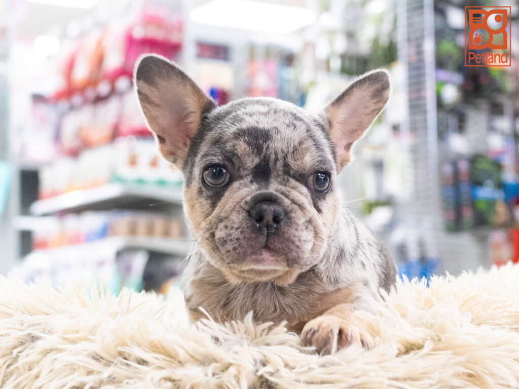French Bulldog Image #1