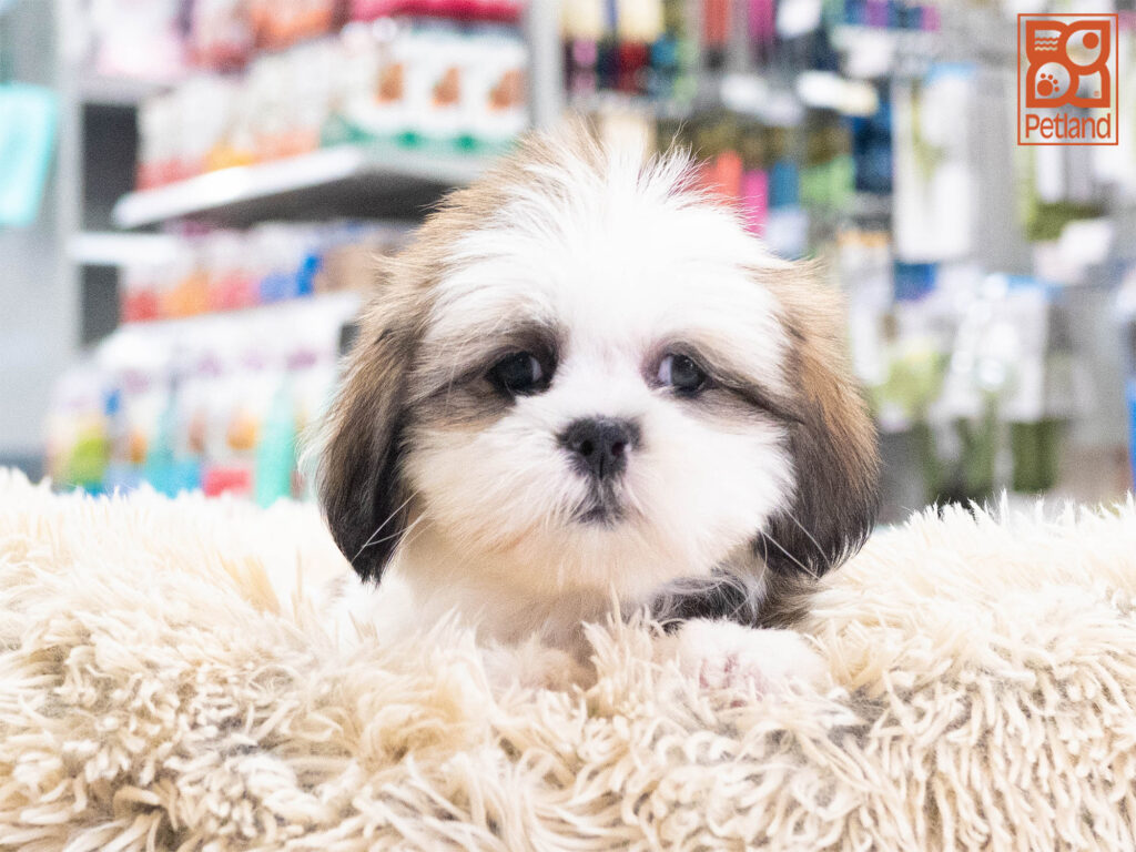 Lhasa Apso Image #1