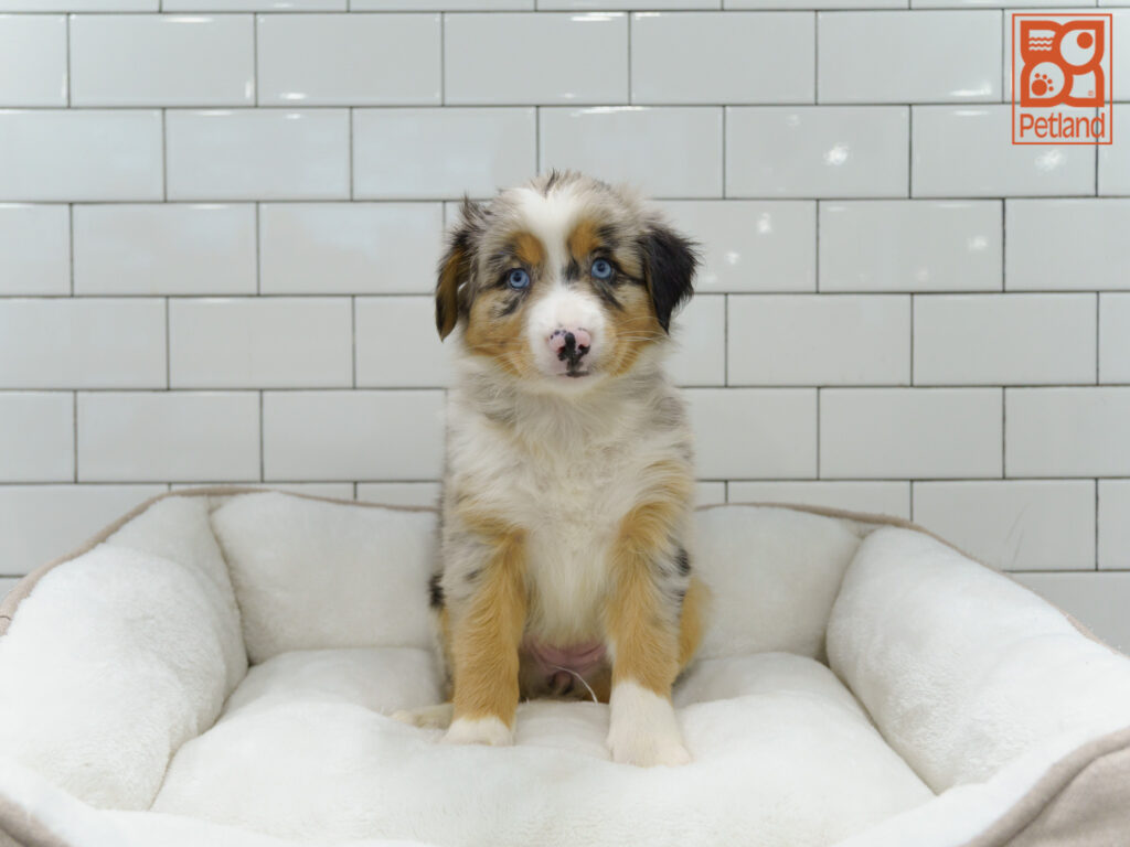 Australian Shepherd Image #1