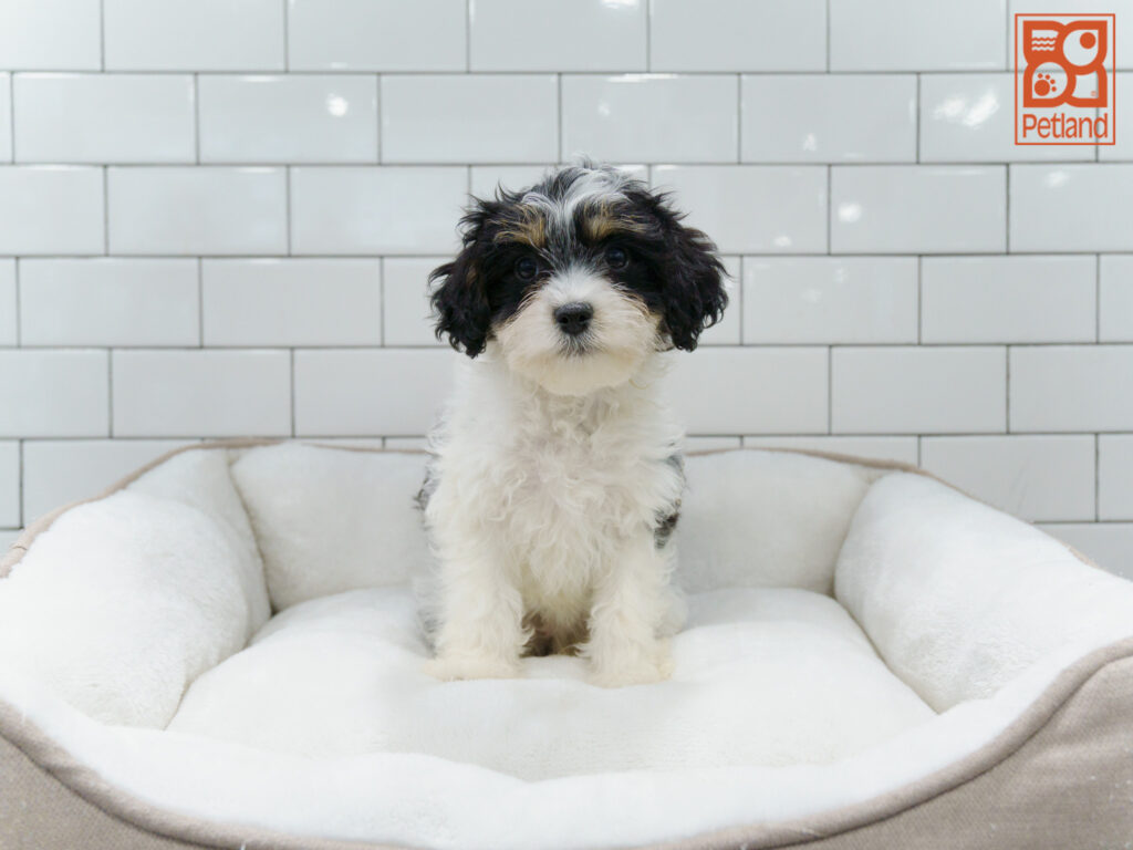 Mini King Schnauzer Image #1