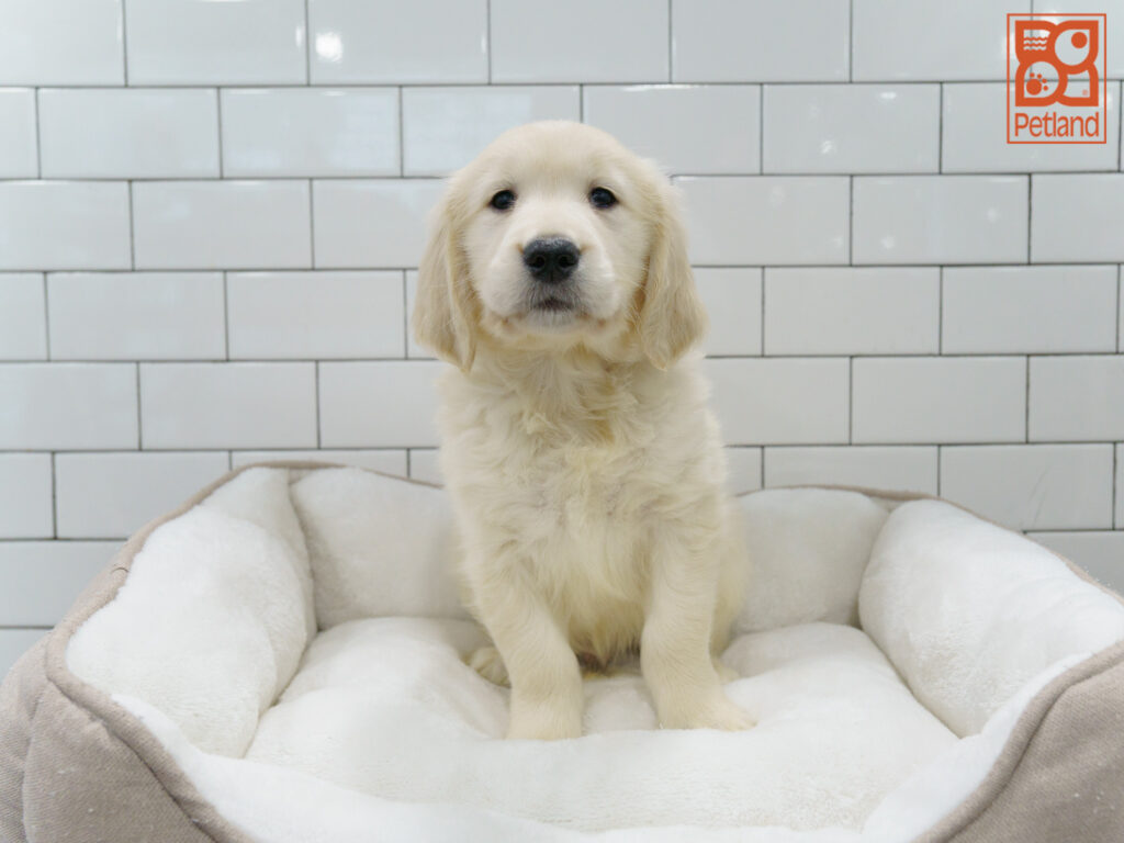 Golden Retriever Image #1