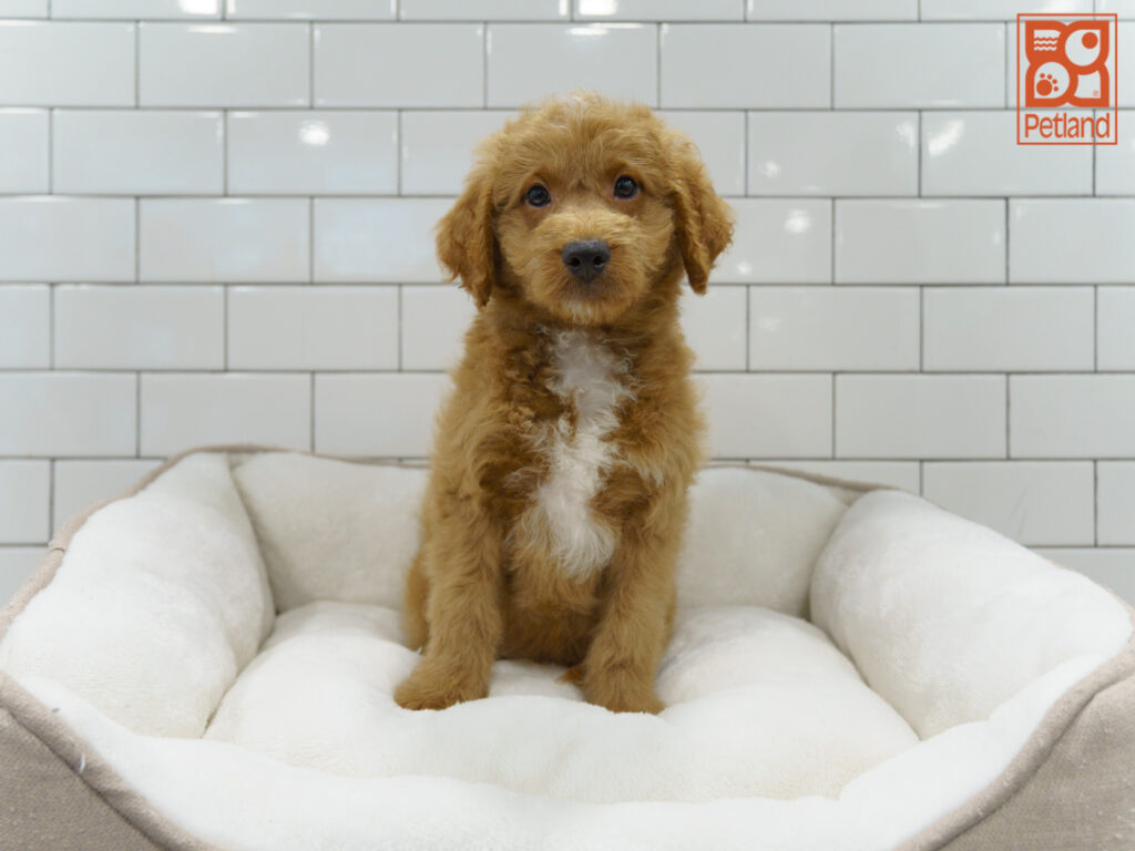 Mini Goldendoodle 2nd Gen Image #1