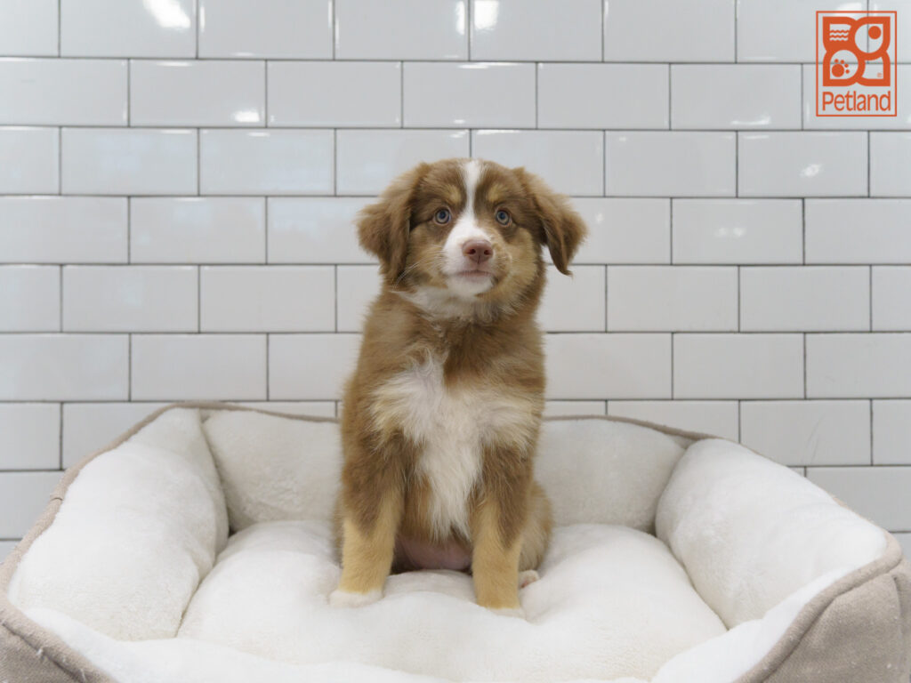 Mini Australian Shepherd Image #1