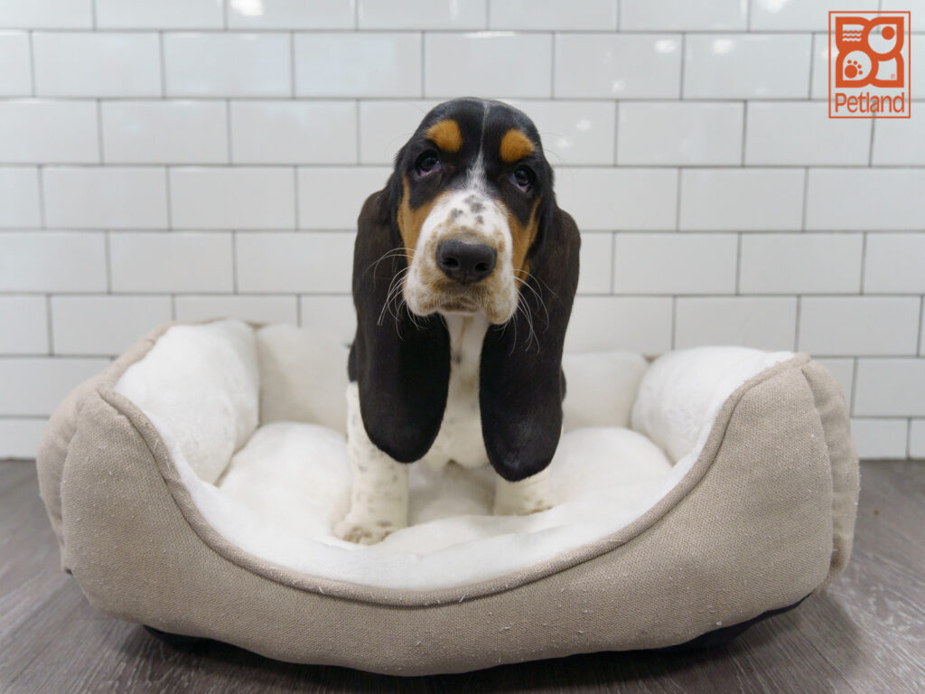 Basset Hound Image #1