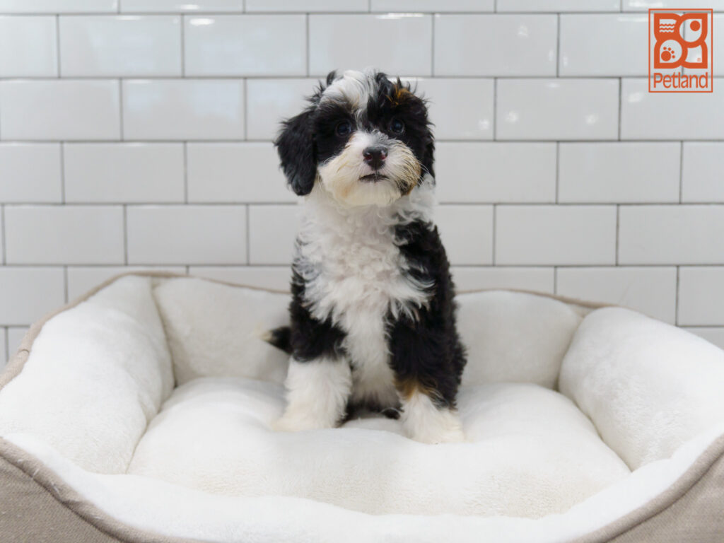 Mini Bernadoodle 2nd Gen Image #1