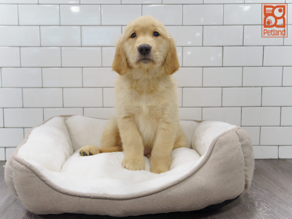 Golden Retriever Image #1