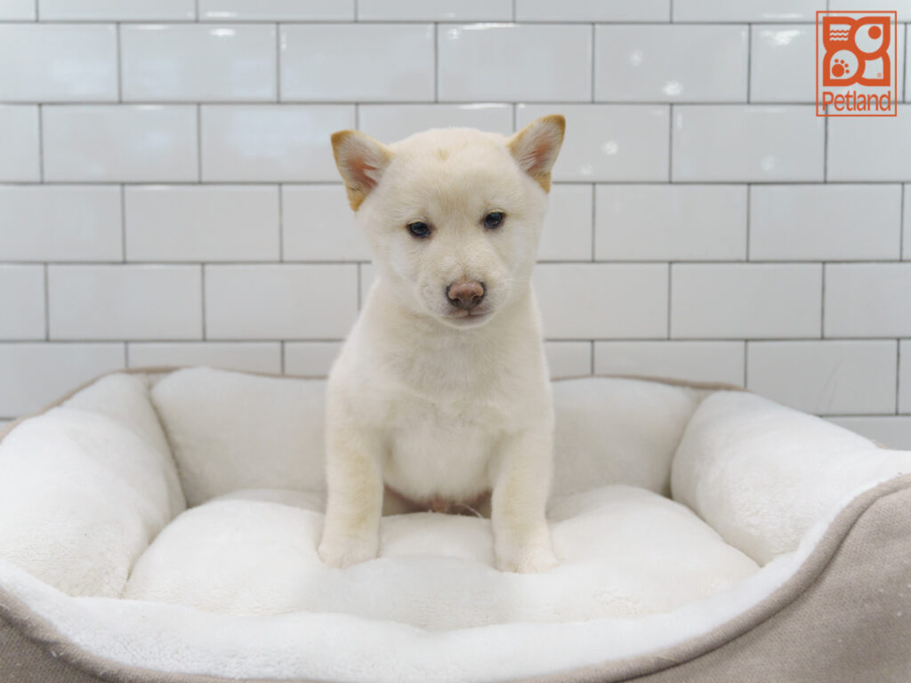 Shiba Inu Image #1