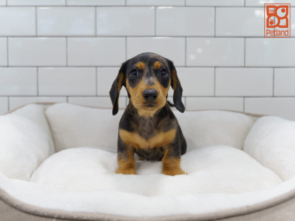 Dachshund Image #1