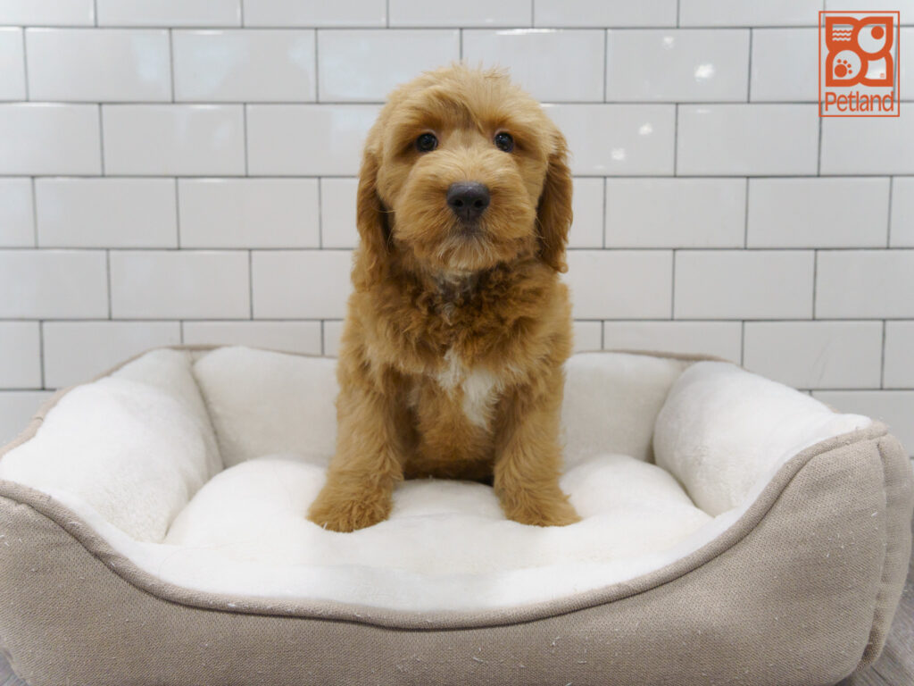 Mini Goldendoodle Image #1