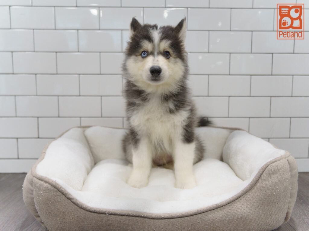 Pomsky Image #1