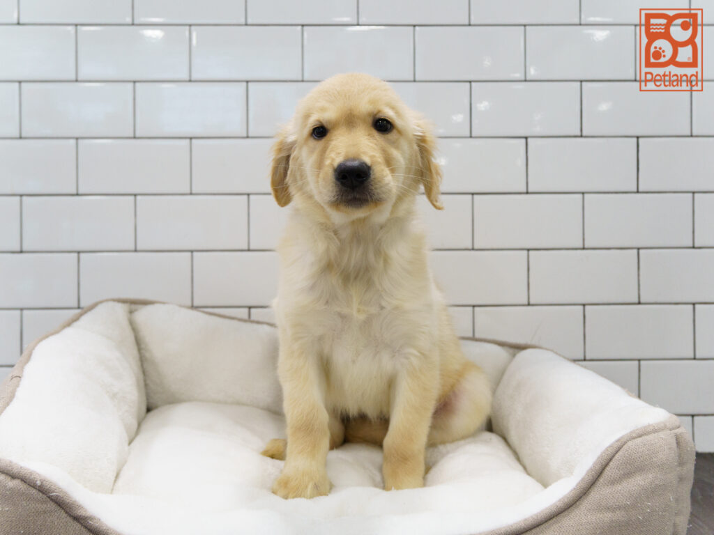Golden Retriever Image #1