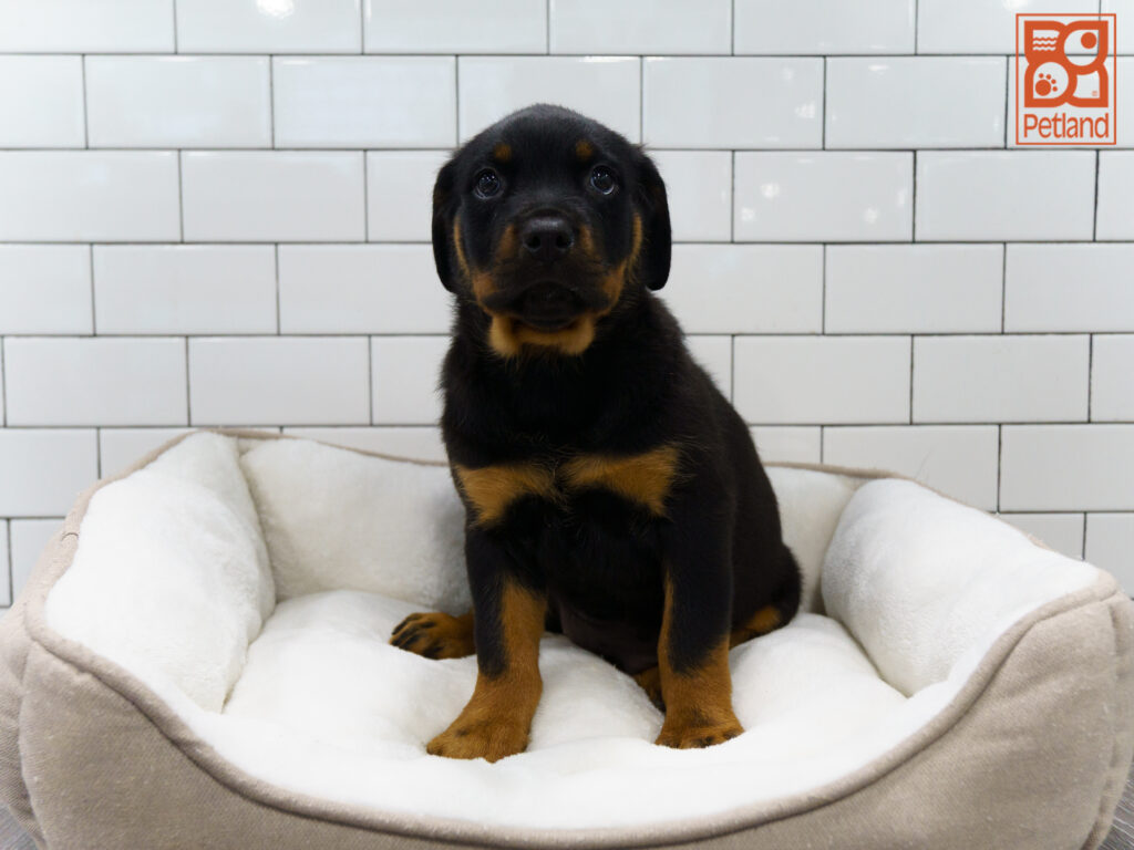 Rottweiler Image #1