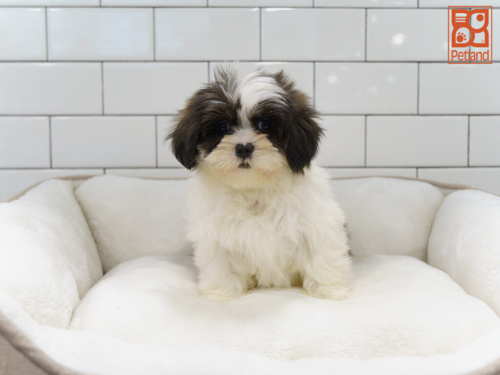Lhasa Apso Image #1