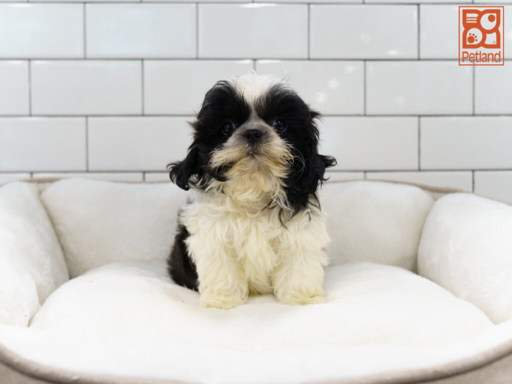 Shih Tzu Image #1