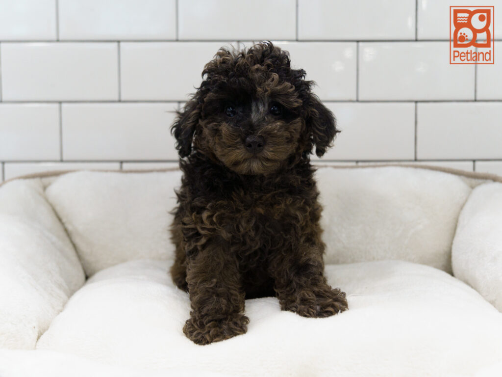 Poodle Image #1