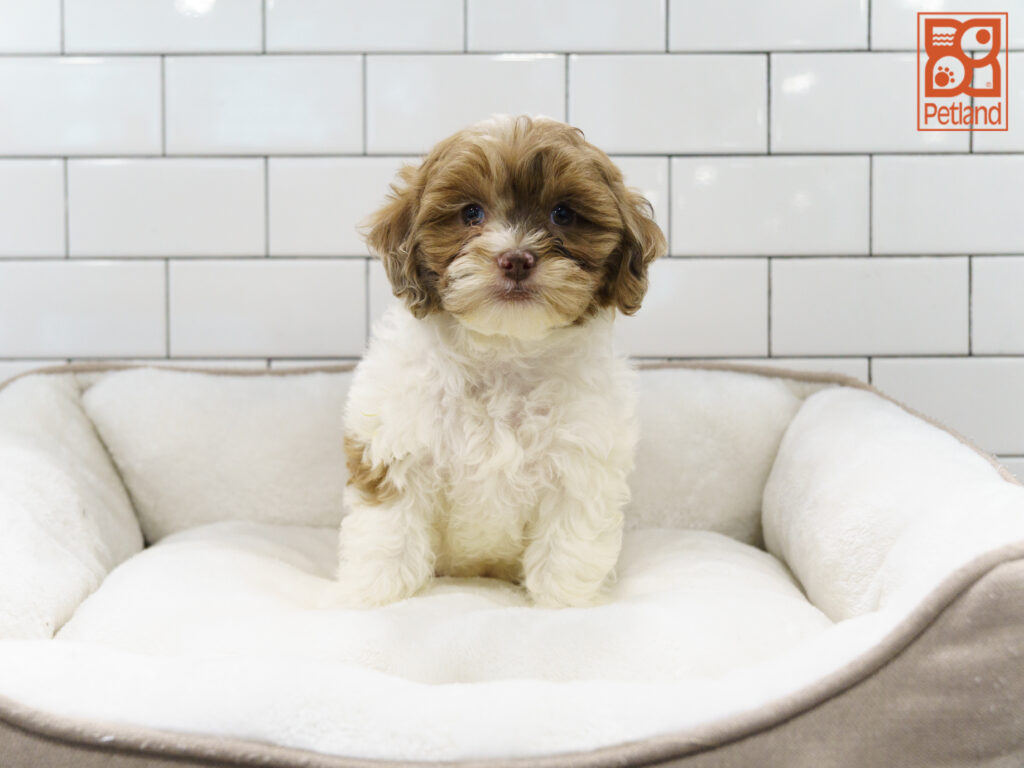 Shihpoo Image #1