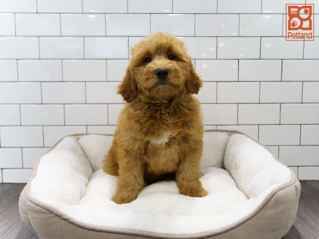 Mini Goldendoodle Image #1