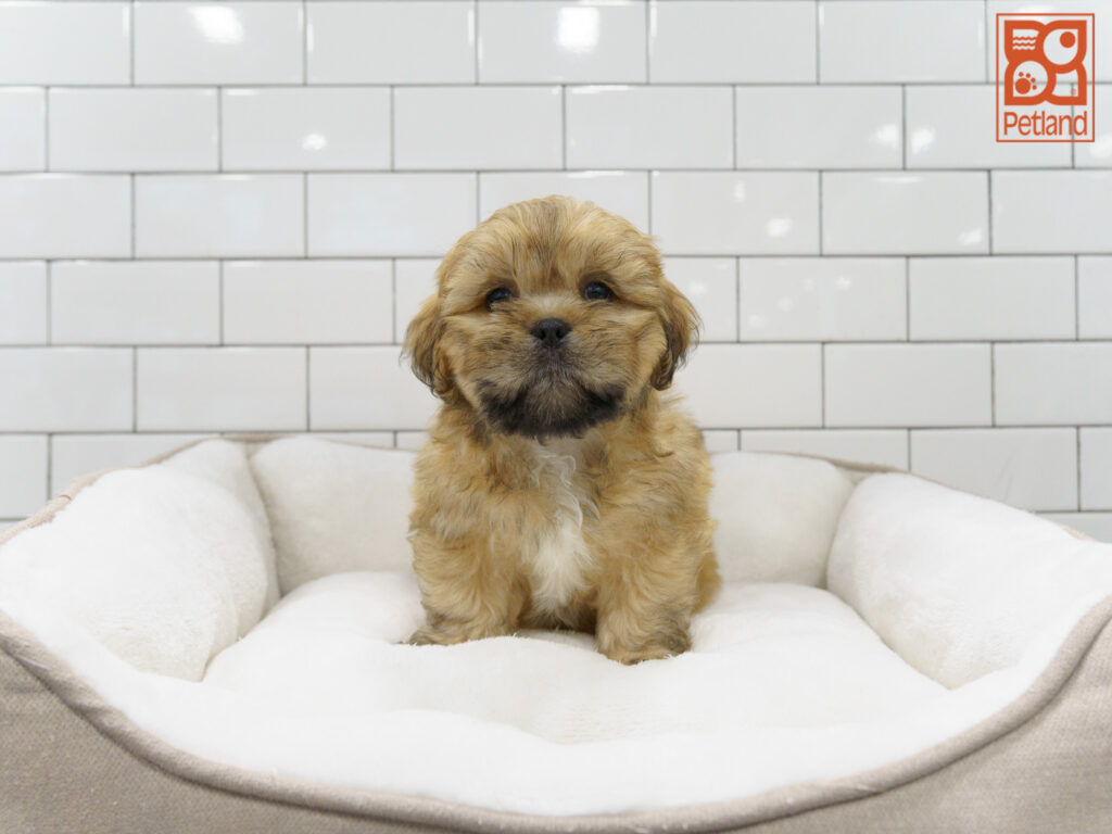 Lhasa Apso Image #1