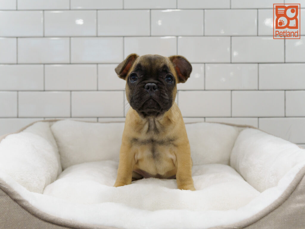 French Bulldog Image #1