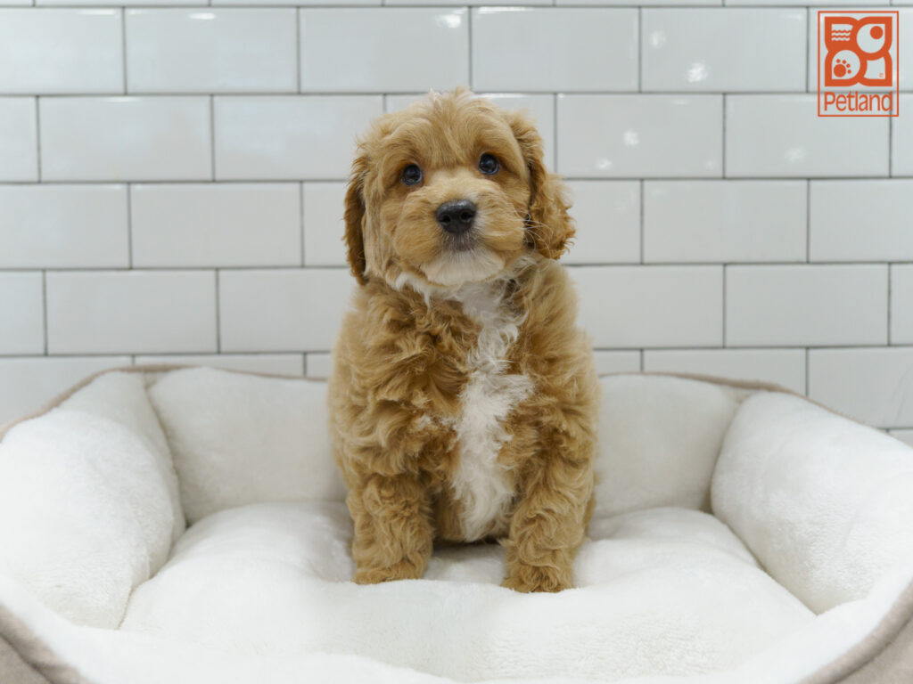 Mini Goldendoodle 2nd Gen Image #1