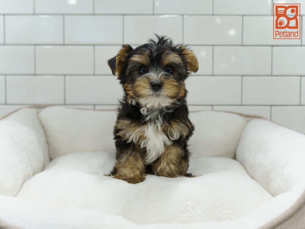 Yorkshire Terrier Image #1