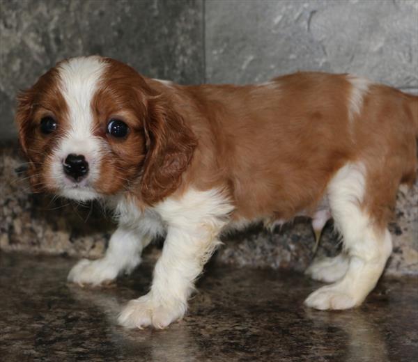 Cavalier King Charles Image #1