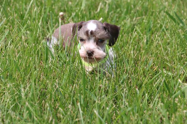 Miniature Schnauzer Image #1