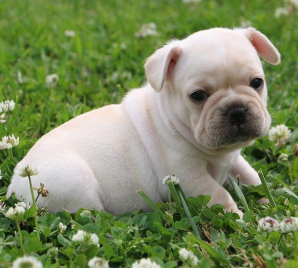 French Bulldog Image #1