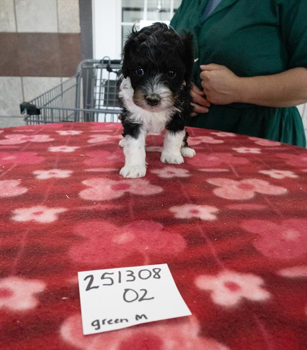 Mini Bernadoodle 2nd Gen Image #1