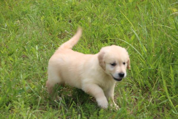 Golden Retriever Image #1