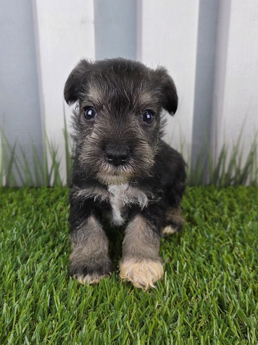 Miniature Schnauzer Image #1