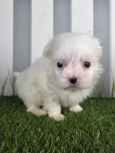 Maltese Image #1