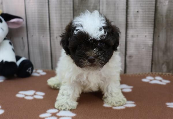 Havanese Image #1