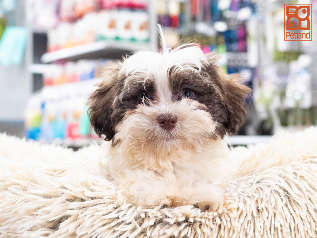 Havanese Image #1