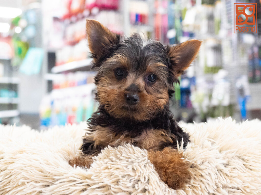Yorkshire Terrier Image #1