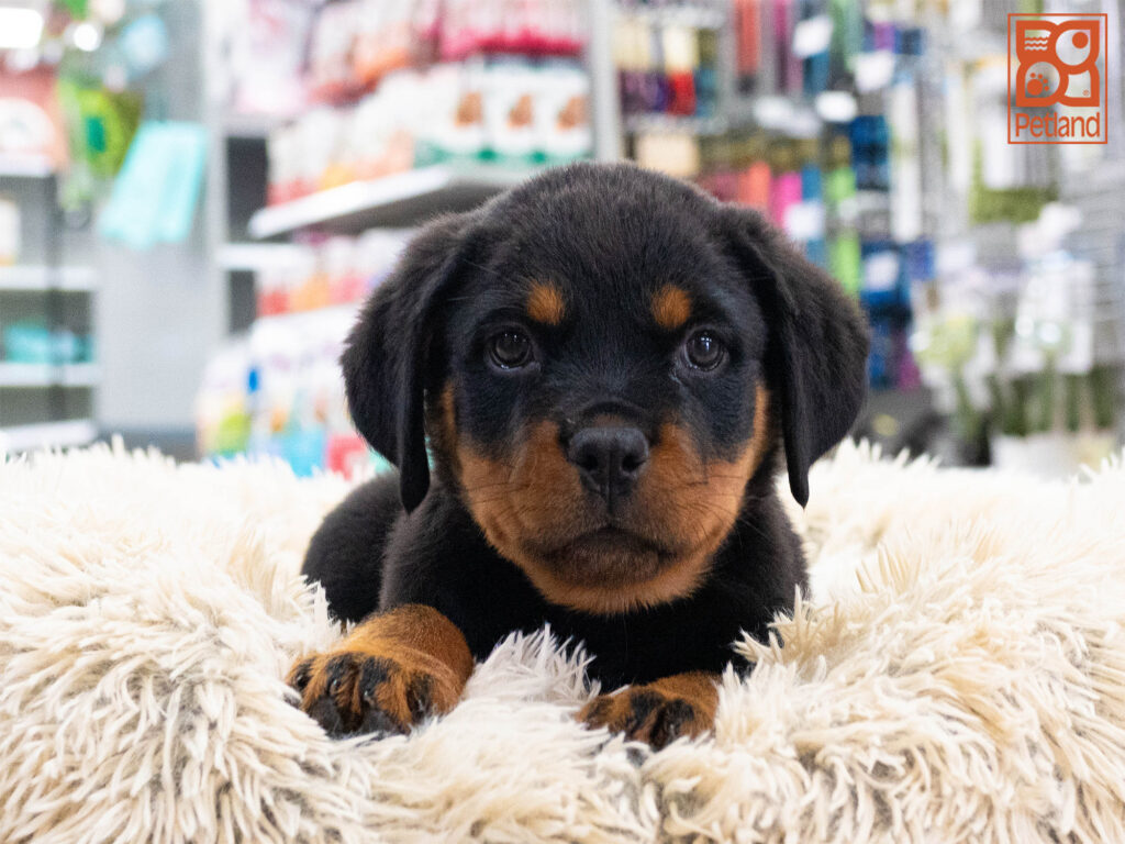 Rottweiler Image #1